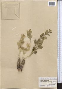 Ferula botschantzevii Korovin, Middle Asia, Pamir & Pamiro-Alai (M2) (Tajikistan)