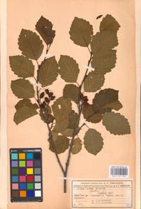 Alnus incana (L.) Moench, Eastern Europe, Moscow region (E4a) (Russia)