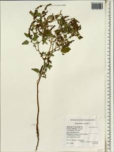 Amaranthus viridis L., Africa (AFR) (Spain)