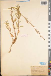 Silene tatarica (L.) Pers., Eastern Europe, Northern region (E1) (Russia)