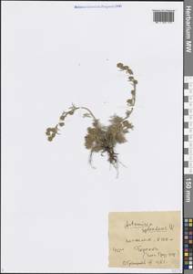 Artemisia splendens Willd., Caucasus, Georgia (K4) (Georgia)