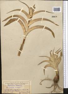 Iris albomarginata R.C.Foster, Middle Asia, Western Tian Shan & Karatau (M3) (Kazakhstan)