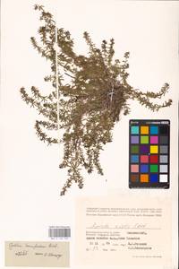 Galium humifusum M.Bieb., Eastern Europe, Lower Volga region (E9) (Russia)