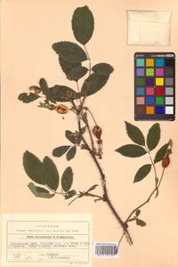 Rosa acicularis × davurica, Siberia, Russian Far East (S6) (Russia)