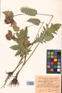 Cirsium oleraceum (L.) Scop., Eastern Europe, Moscow region (E4a) (Russia)