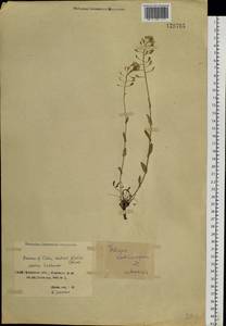 Noccaea thlaspidioides (Pall.) F.K.Mey., Siberia, Baikal & Transbaikal region (S4) (Russia)