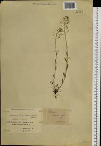 Noccaea cochleariforme (DC.) Á. Löve & D. Löve, Siberia, Baikal & Transbaikal region (S4) (Russia)