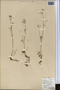 Vicatia coniifolia Wall. ex DC., Middle Asia, Pamir & Pamiro-Alai (M2) (Tajikistan)
