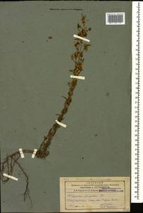 Hypericum elongatum, Caucasus, Azerbaijan (K6) (Azerbaijan)