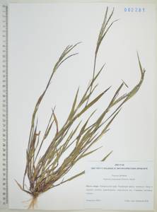 Digitaria ischaemum (Schreb.) Muhl., Siberia, Russian Far East (S6) (Russia)