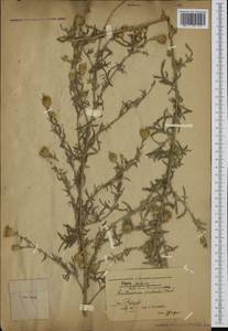 Centaurea australis Pancic ex A. Kern., Western Europe (EUR) (Serbia)
