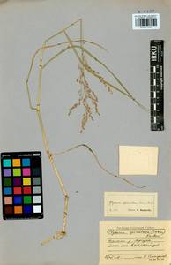 Glyceria spiculosa (F.Schmidt) Roshev. ex B.Fedtsch., Siberia, Baikal & Transbaikal region (S4) (Russia)
