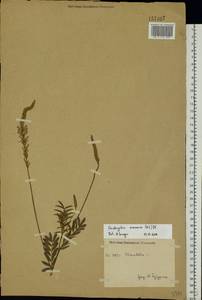 Onobrychis arenaria (Kit.)DC., Eastern Europe, Central forest-and-steppe region (E6) (Russia)
