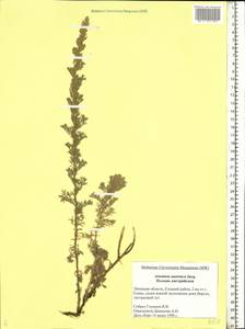 Artemisia austriaca Jacq., Eastern Europe, Central forest-and-steppe region (E6) (Russia)