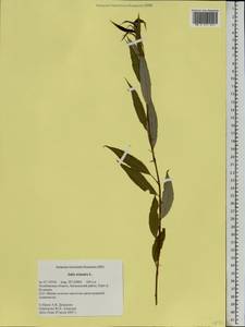 Salix triandra L., Eastern Europe, Eastern region (E10) (Russia)