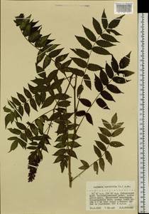 Sorbaria sorbifolia (L.) A. Braun, Siberia, Russian Far East (S6) (Russia)