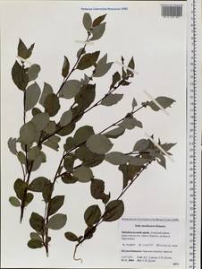 Salix taraikensis Kimura, Siberia, Baikal & Transbaikal region (S4) (Russia)