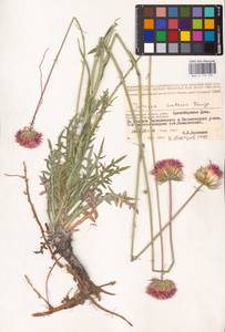 Jurinea cretacea Bunge, Eastern Europe, Lower Volga region (E9) (Russia)