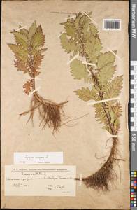 Lycopus europaeus L., Eastern Europe, Lower Volga region (E9) (Russia)