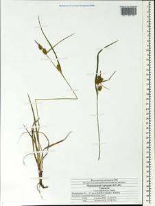 Carex lepidocarpa Tausch, Eastern Europe, Northern region (E1) (Russia)