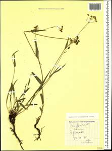 Bupleurum polyphyllum Ledeb., Caucasus, South Ossetia (K4b) (South Ossetia)