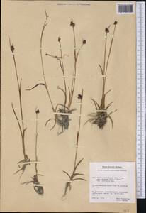 Luzula multiflora subsp. frigida (Buch.) V.I. Krecz., America (AMER) (Greenland)