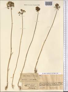 Allium caesium Schrenk, Middle Asia, Syr-Darian deserts & Kyzylkum (M7) (Kazakhstan)