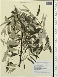 Elaeagnus angustifolia L., Crimea (KRYM) (Russia)