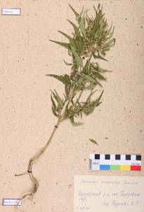 Cannabis sativa var. ruderalis (Janisch.) S. Z. Liou, Siberia, Central Siberia (S3) (Russia)