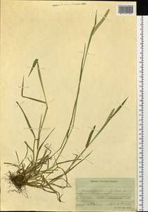 Phleum, Siberia, Western Siberia (S1) (Russia)