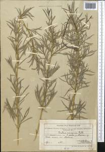 Salix caspica Pall., Middle Asia, Muyunkumy, Balkhash & Betpak-Dala (M9) (Kazakhstan)