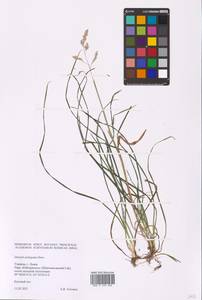 Dactylis glomerata subsp. lobata (Drejer) H.Lindb., Eastern Europe, West Ukrainian region (E13) (Ukraine)