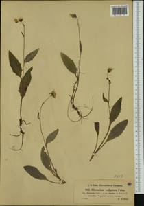 Hieracium lachenalii subsp. deductum (Sudre) Greuter, Western Europe (EUR) (Austria)