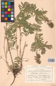 Oxytropis pilosa (L.)DC., Eastern Europe, Moscow region (E4a) (Russia)