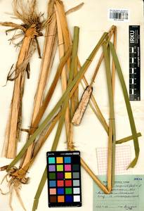 Typha angustifolia L., Siberia, Baikal & Transbaikal region (S4) (Russia)