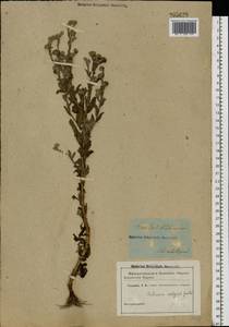 Pulicaria vulgaris Gaertn., Eastern Europe, South Ukrainian region (E12) (Ukraine)