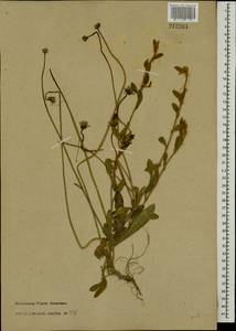 Pilosella officinarum Vaill., Eastern Europe, North-Western region (E2) (Russia)