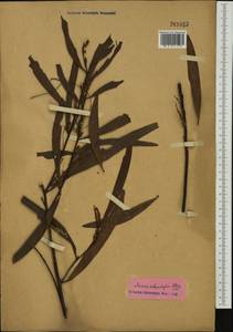 Acacia melanoxylon R.Br., Australia & Oceania (AUSTR)