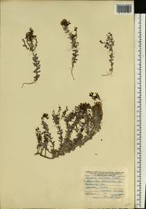 Linaria cretacea Fisch. ex Spreng., Eastern Europe, Central forest-and-steppe region (E6) (Russia)