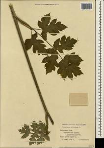Heracleum sphondylium subsp. sibiricum (L.) Simonk., Crimea (KRYM) (Russia)