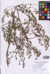 Thalictrum flavum L., Eastern Europe, Central region (E4) (Russia)