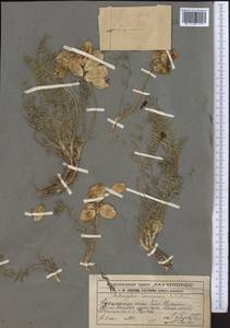 Astragalus masanderanus Bunge, Middle Asia, Western Tian Shan & Karatau (M3) (Kazakhstan)