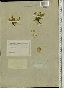 Potentilla acaulis L., Siberia, Altai & Sayany Mountains (S2) (Russia)