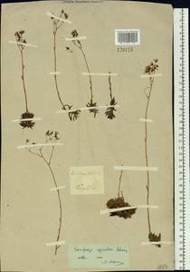 Saxifraga bronchialis subsp. bronchialis, Siberia, Baikal & Transbaikal region (S4) (Russia)