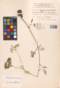 Chaerophyllum prescottii DC., Eastern Europe, Central region (E4) (Russia)