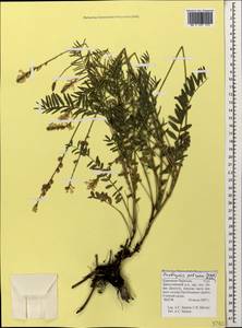 Onobrychis petraea (Willd.)Fisch., Caucasus, Stavropol Krai, Karachay-Cherkessia & Kabardino-Balkaria (K1b) (Russia)