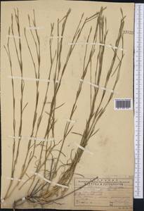 Dianthus crinitus Sm., Middle Asia, Western Tian Shan & Karatau (M3) (Kazakhstan)