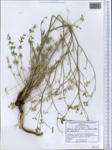 Libanotis fasciculata Korov., Middle Asia, Western Tian Shan & Karatau (M3) (Tajikistan)