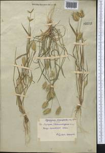 Eremopyrum bonaepartis (Spreng.) Nevski, Middle Asia, Syr-Darian deserts & Kyzylkum (M7) (Uzbekistan)