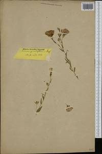 Linum grandiflorum Desf., Botanic gardens and arboreta (GARD) (Not classified)